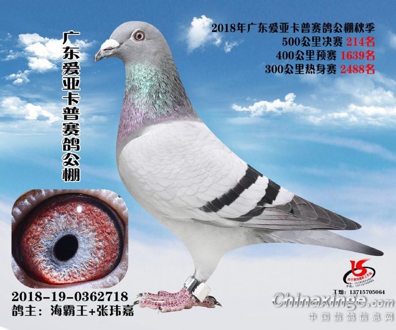 海霸王詹森纪录,冠霖公棚2017年获奖鸽欣赏