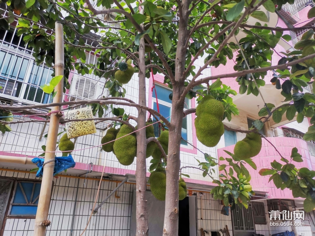莆田历史名村,福建莆田第一大村