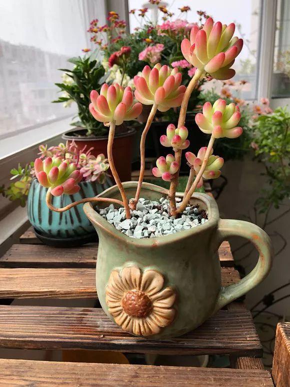 他养多肉10多年，总结出9个易出“高价老桩”的品种，适合新手