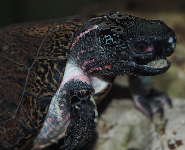 匠志萌宠乐园教学,匠志萌宠