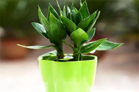 室内放什么植物净化空气最好，十大强力净化空气的植物