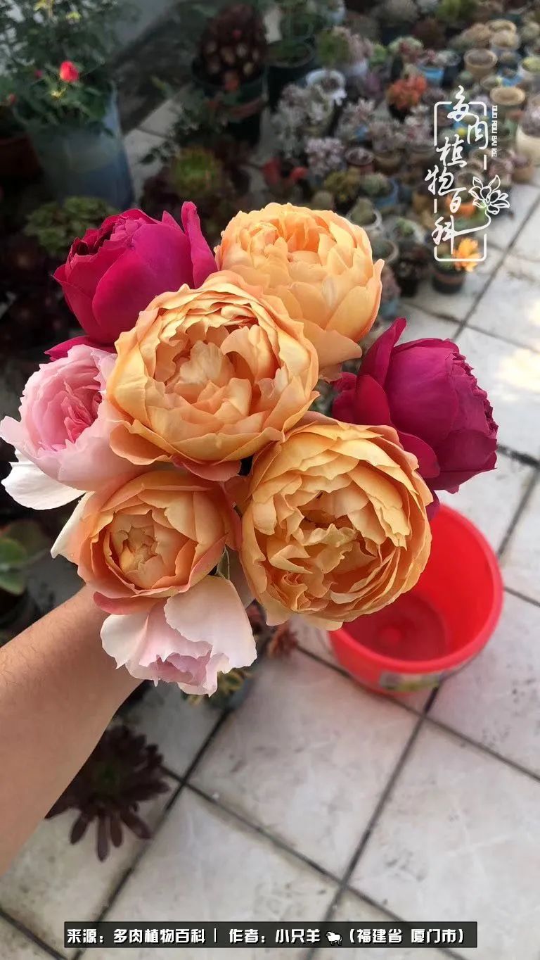 多肉像葡萄一样,多肉像铃兰一样