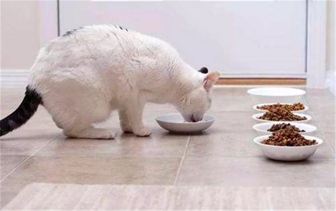 猫咪不爱喝水用什么办法解决,主人担心猫咪太胖不健康