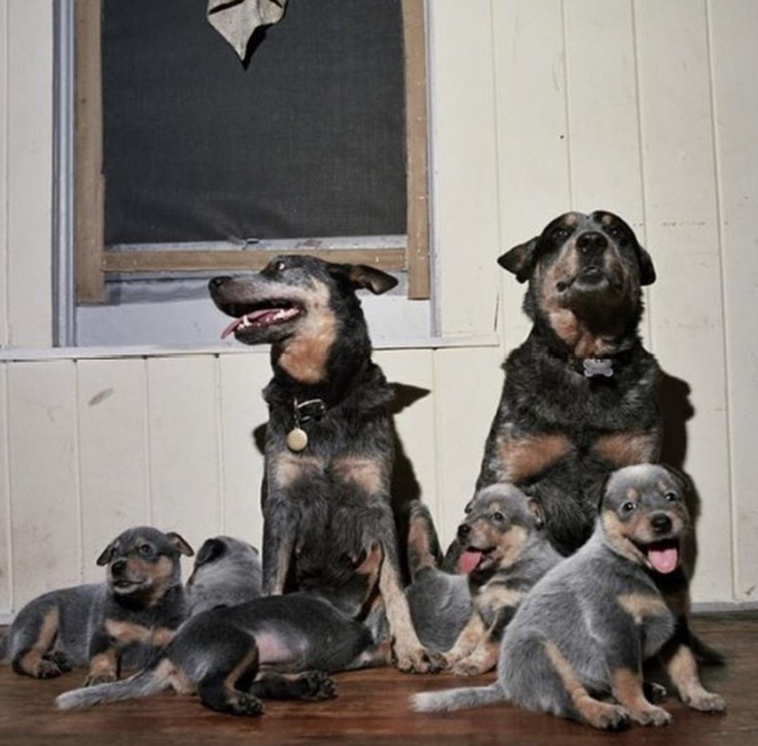 惹人喜爱的萌犬,萌犬