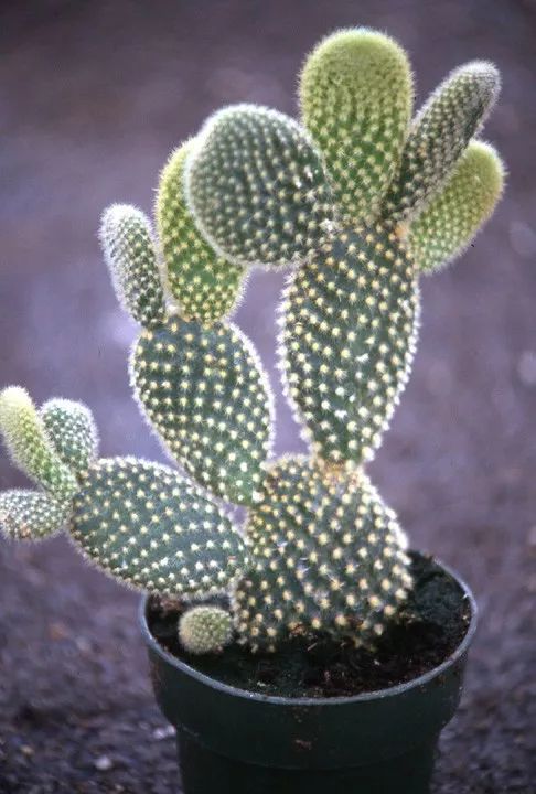 仙人掌类植物的家庭养护,仙人掌类型的植物哪种最好养