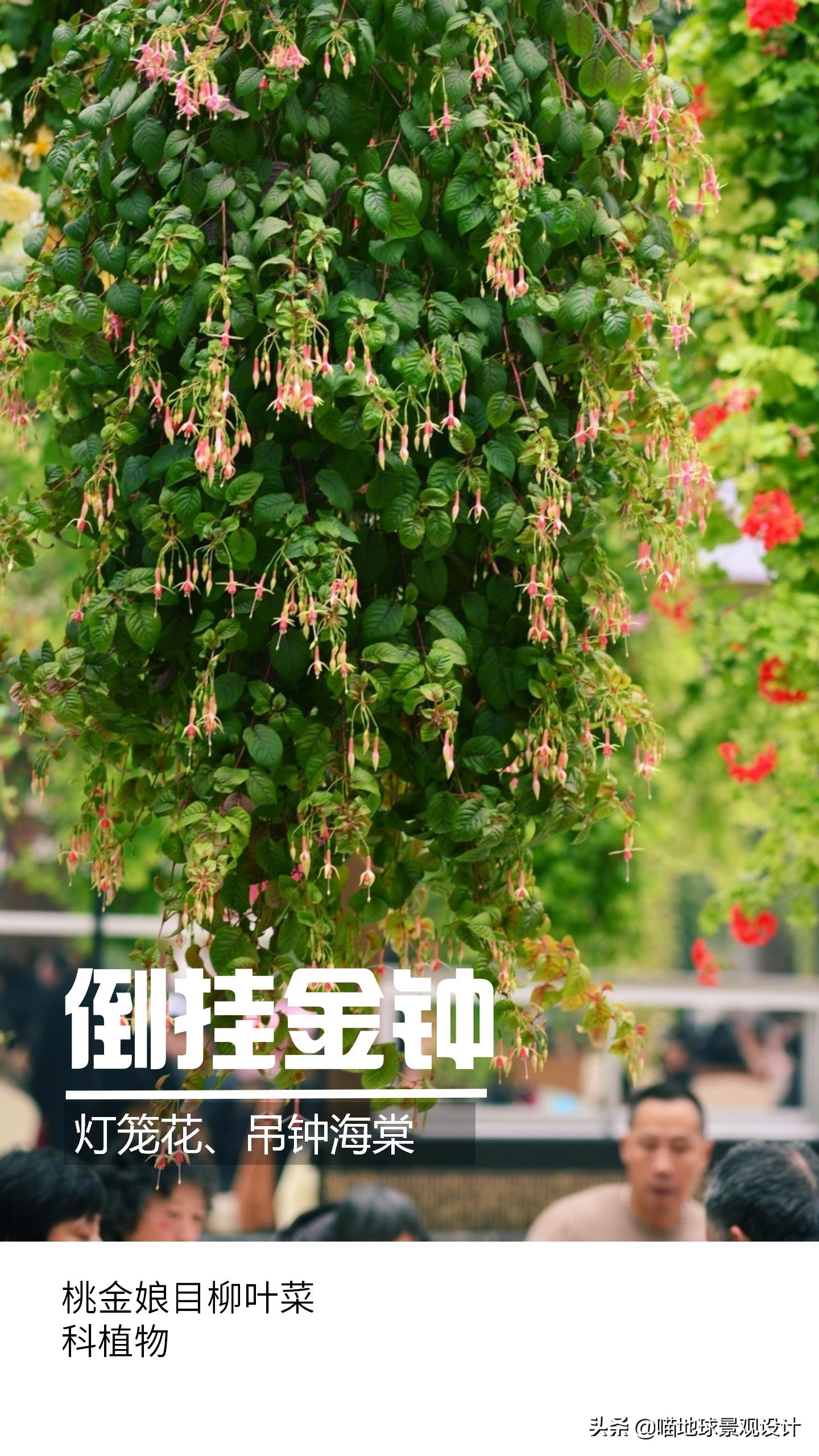 意大利常见的爬藤植物,25种爬藤植物