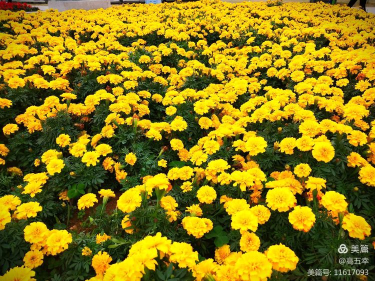 高五幸,高五幸简介