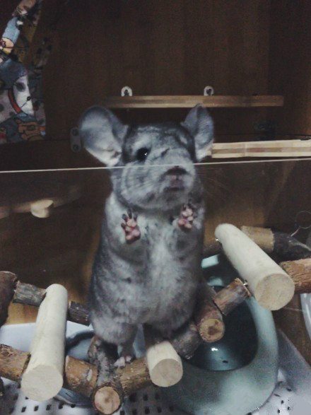 知道这几个秘诀，哪怕新手，也能养出胖龙猫