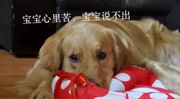 家里的狗为什么要嚎叫,为什么狗总想上床睡觉