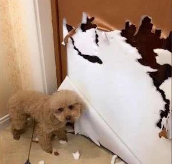 让狗子适应笼内独处,如何让幼犬适应狗笼