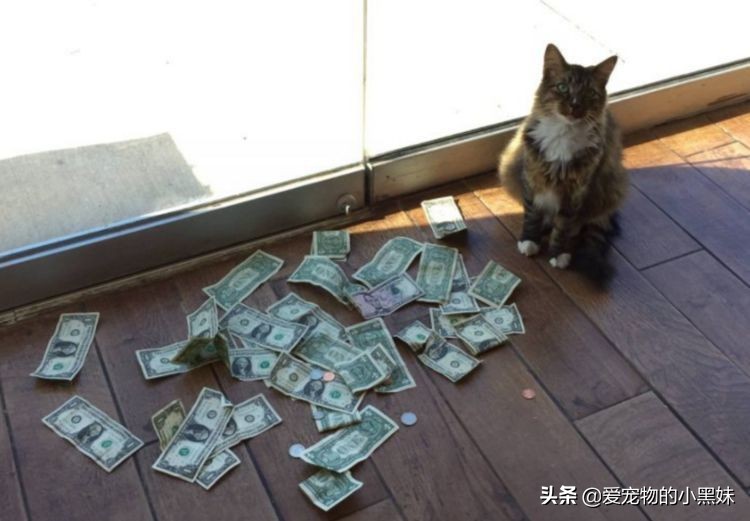 小伙捡了一只狸花猫,小伙收养几十只小猫