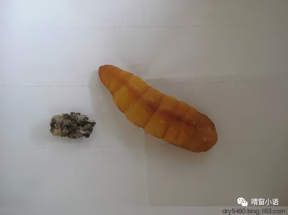 养蚕记怎么写三年级200字,蚕化蛹为蝶的过程总结