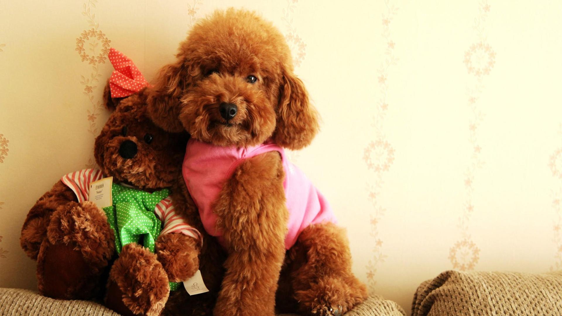 泰迪贵宾犬刚养要注意什么,泰迪贵宾犬怎么训练