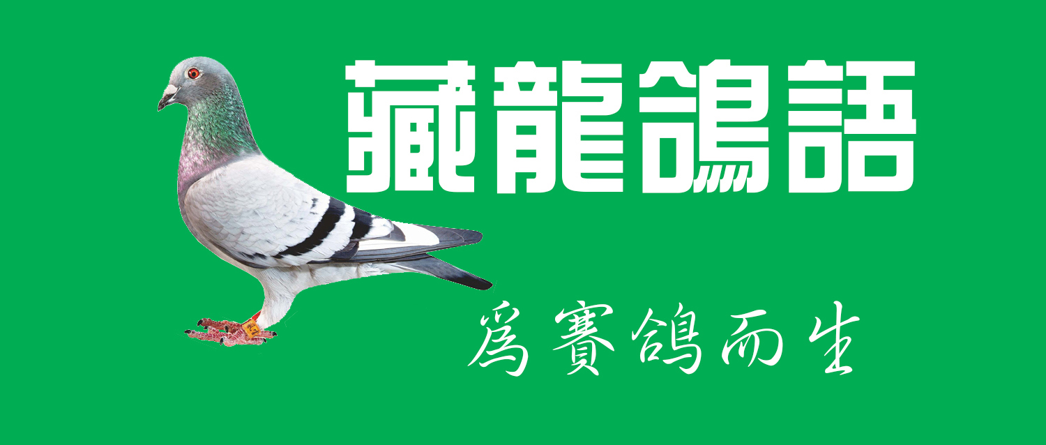 赛鸽名家的养鸽小技巧视频,工薪鸽友养鸽秘籍