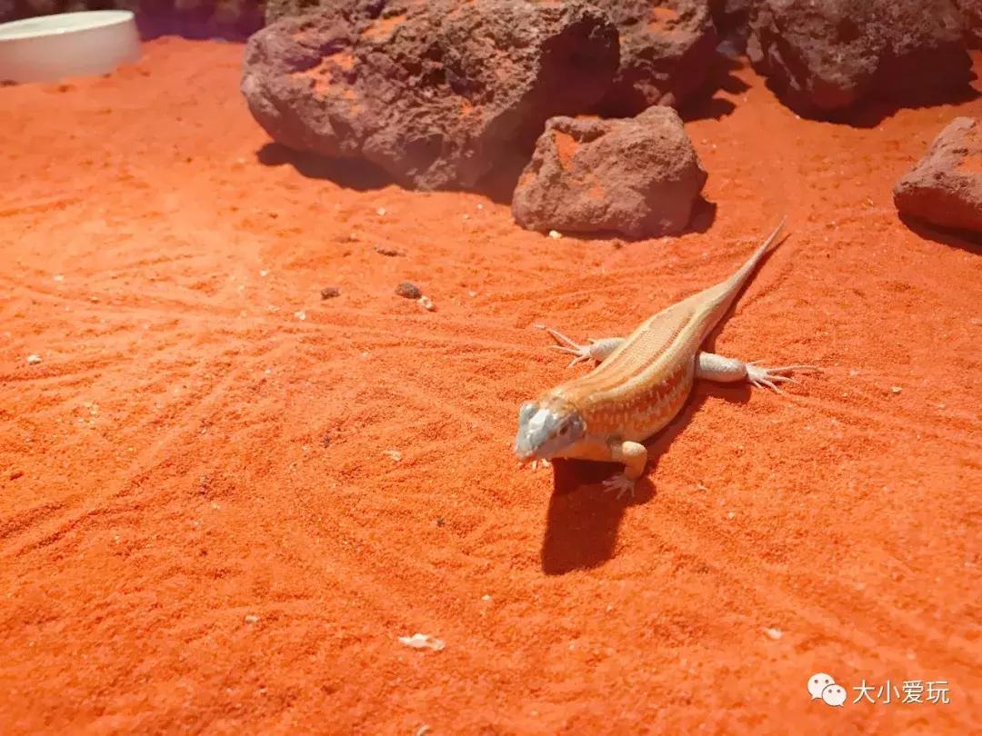 开放首日实探国家海洋博物馆，史上最抢手博物馆究竟长什么样