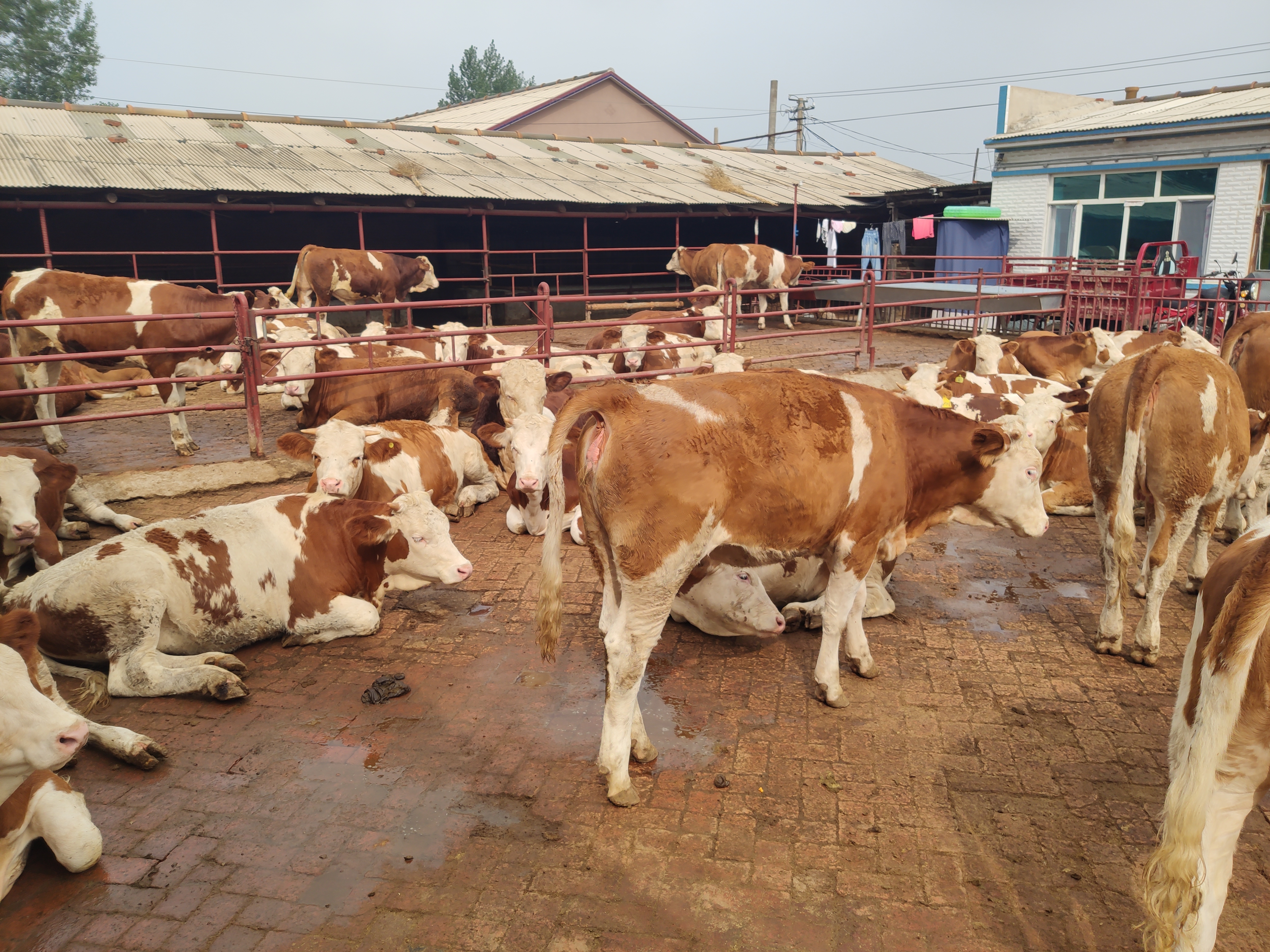 肉牛疫情期,肉牛疫情过后行情