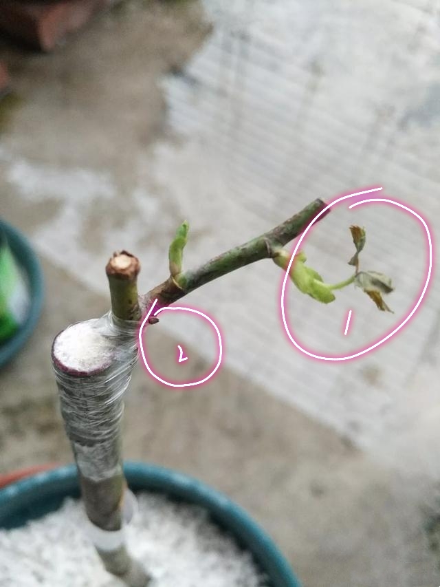 无根月季杆发芽了,为什么蔷薇嫁接的月季长势不旺