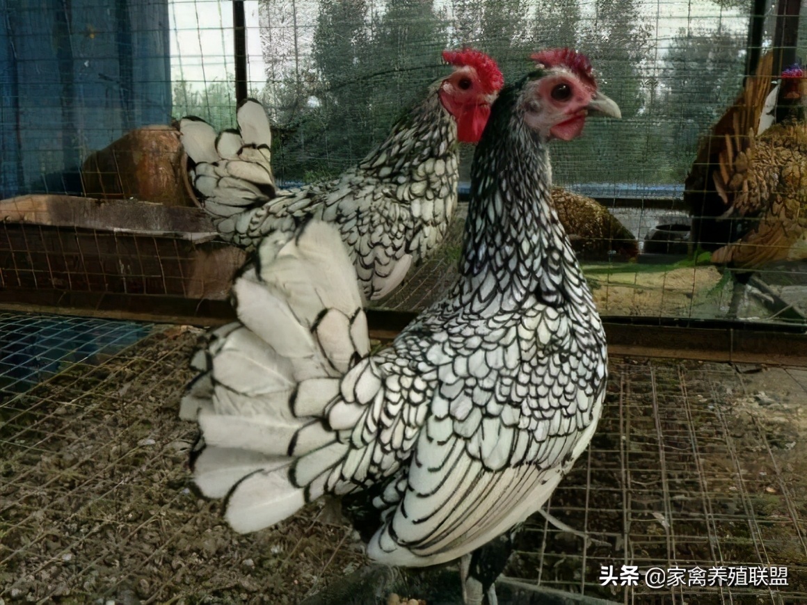 农民发明养鸡奇招轻松养5万只,养鸡牛人的致富绝招有哪些