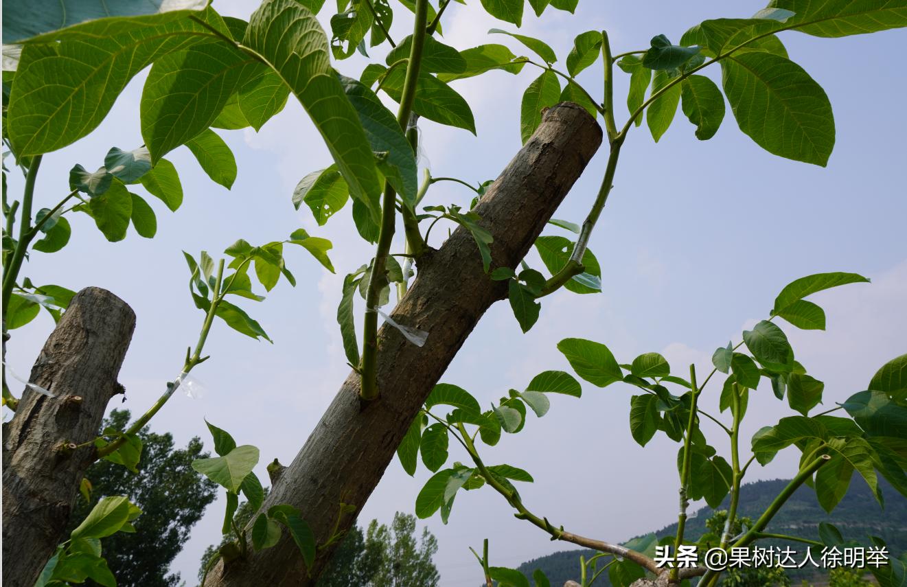 核桃嫁接不活的原因,核桃的夏季嫁接技术和嫁接时间