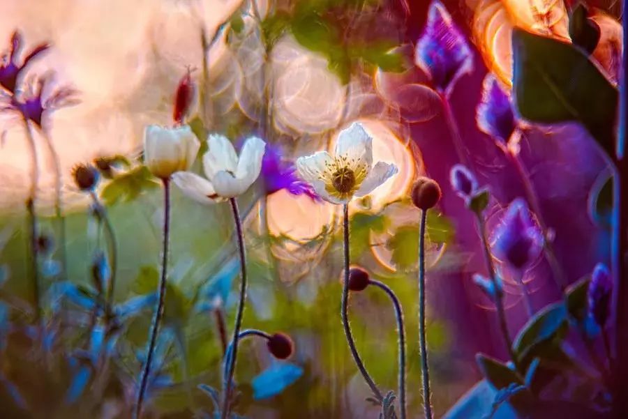 绝美花朵摄影佳作,波兰花朵摄影作品欣赏