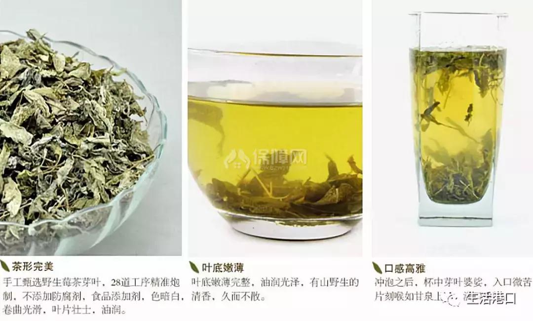 生活常识春茶,莓茶小知识