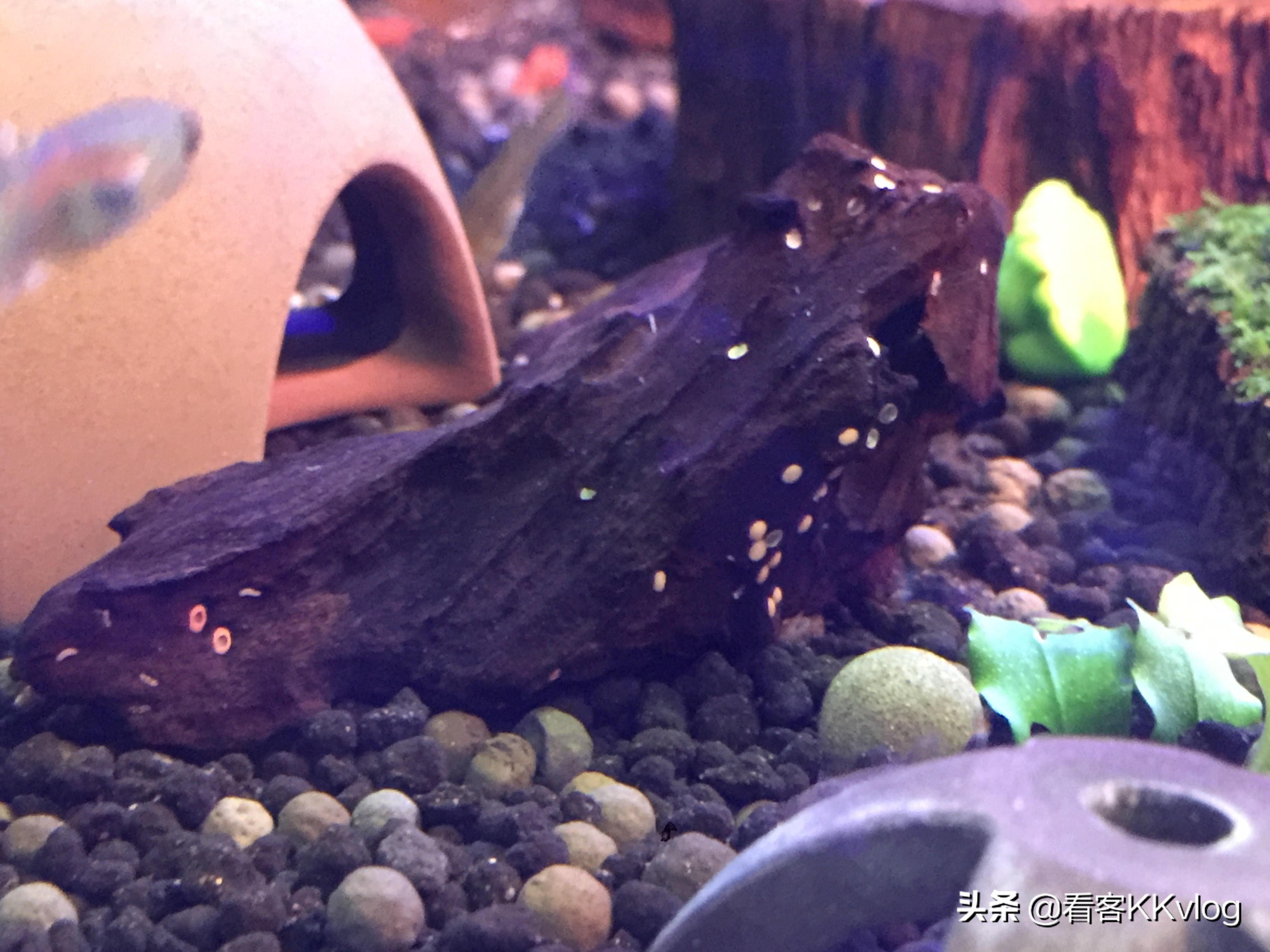 可以在缸内繁殖的观赏螺,观赏螺入缸步骤