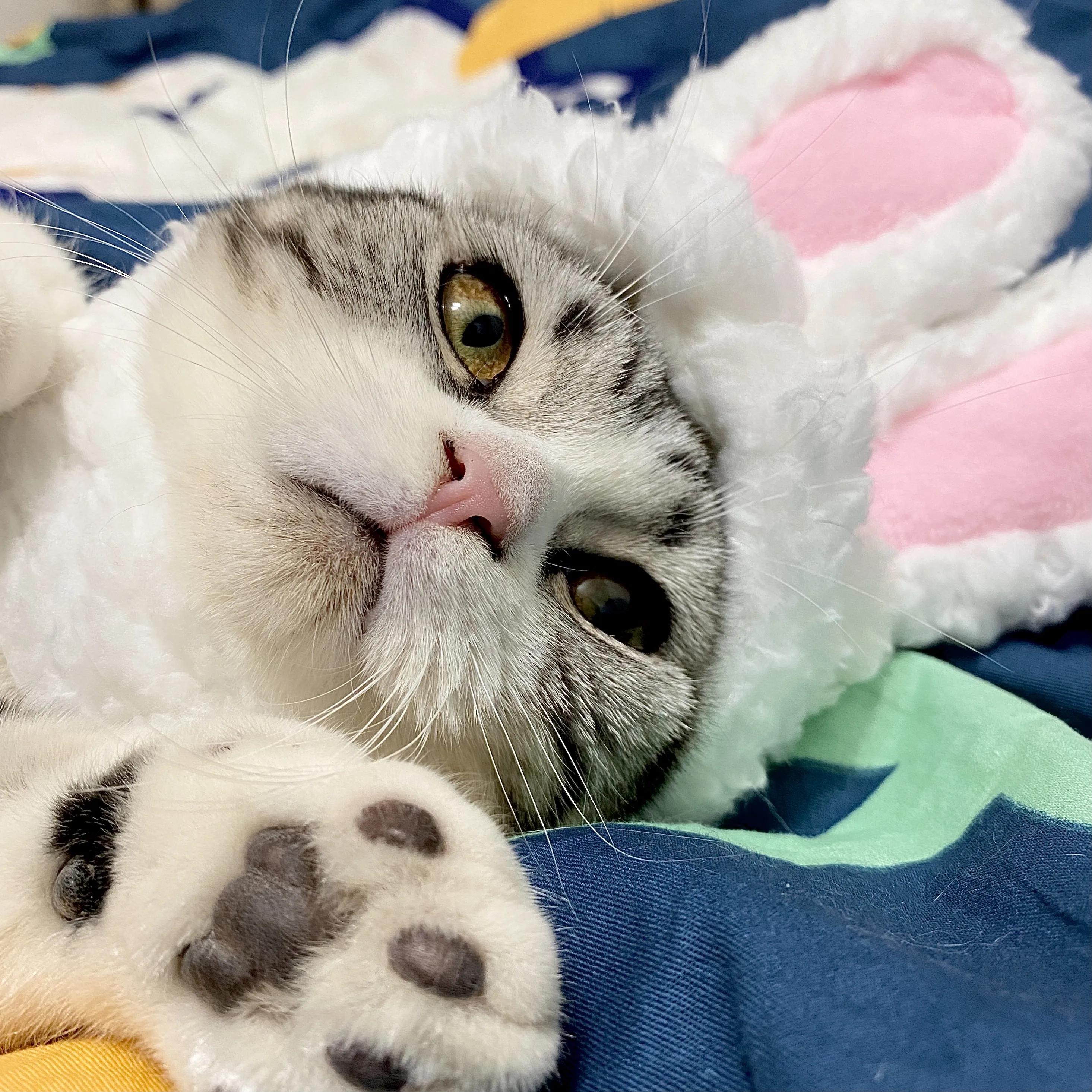 十个冷知识养猫和养狗哪个更麻烦,养猫必知的十条冷知识大全