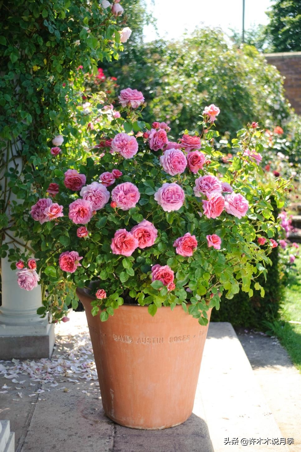 蔷薇月季玫瑰种多久才可以开花,蔷薇和月季开花区别