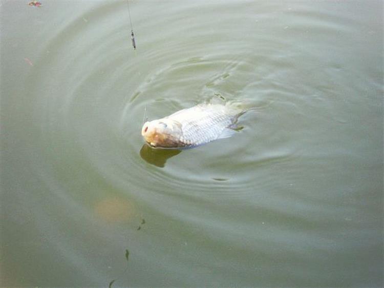 手竿爆炸钩钓鲤鱼,手竿爆炸钩鲤鱼