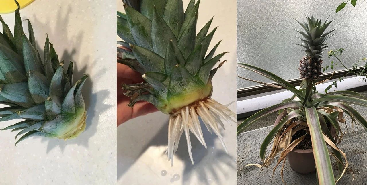 吃水果把核吞进去了,吃完芒果把核扔花盆里