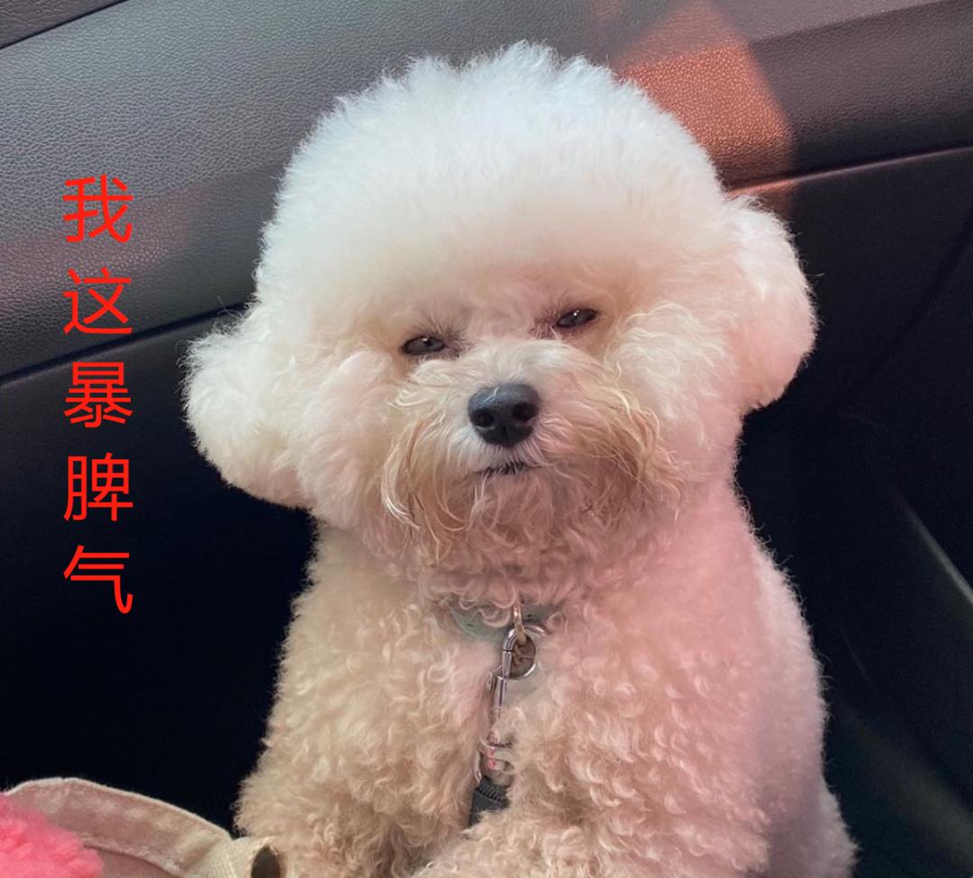 比熊有多萌,主人见到小点可爱比熊犬就想咬牙