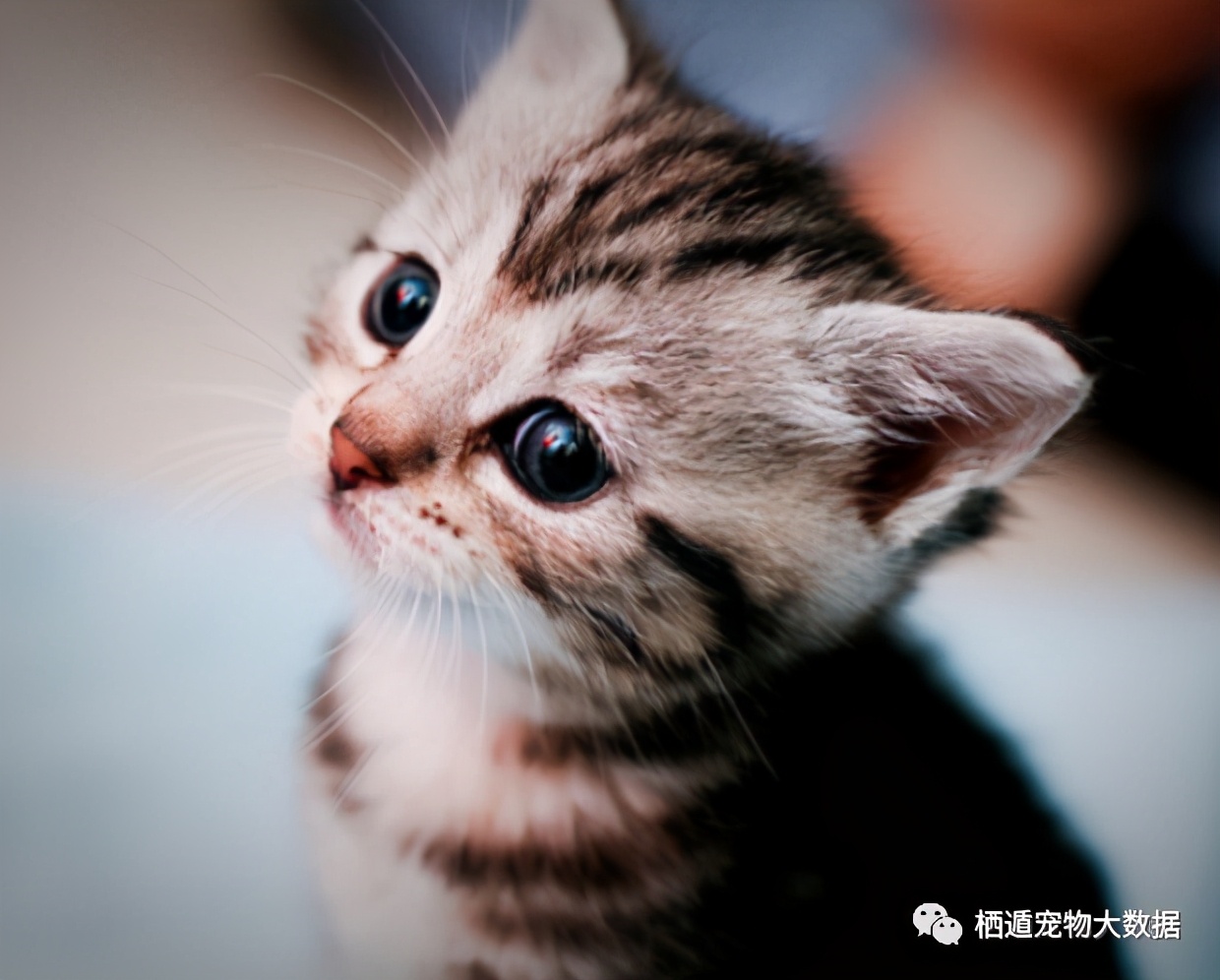 抚摸自己的猫咪被抓伤,摸猫咪的时候猫咪咬人可以打吗