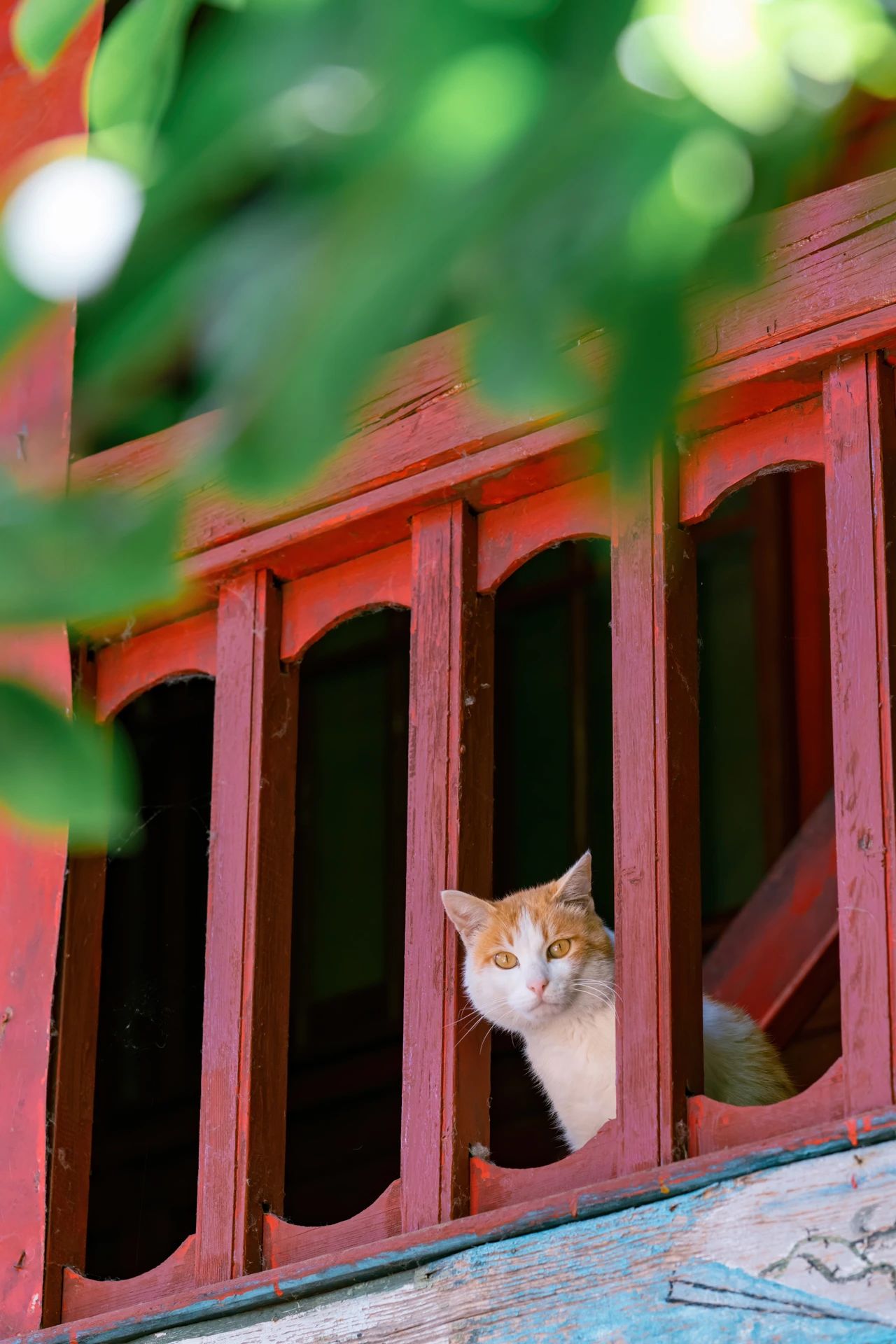 爬了近1个半小时，只为这大理苍山古寺中，孤独又可爱的大橘猫