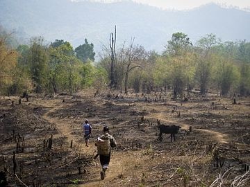 巴西亚马逊雨林损毁情况严峻,亚马逊热带雨林贯穿8个国家
