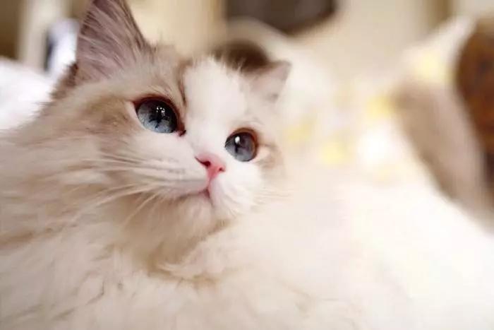 新手养猫指南：想要挑选性格温顺的猫咪，这些关键点一定要看看