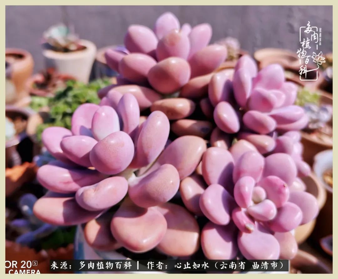 景德镇精品拇指多肉盆,轻奢多肉拇指盆3.5