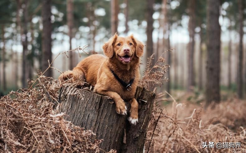 狗狗为什么会弓背夹尾巴,狗狗老是夹尾巴什么原因