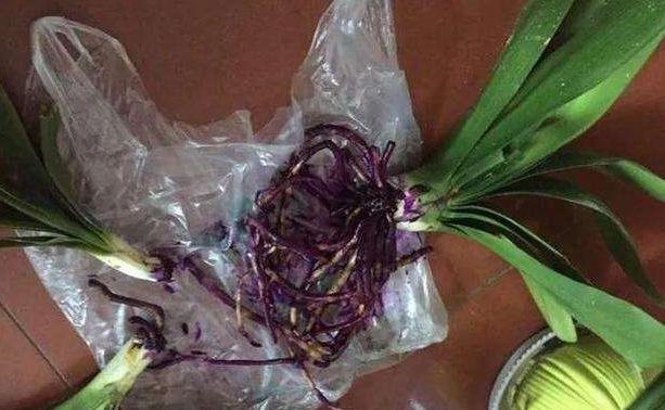 过期养花特效药怎么处理,这些药过期不要扔养花