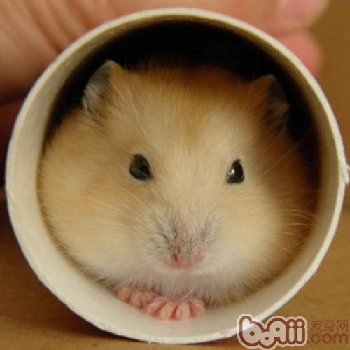 被仓鼠咬了真的要打针吗,孩子被小仓鼠咬到手需要打针吗