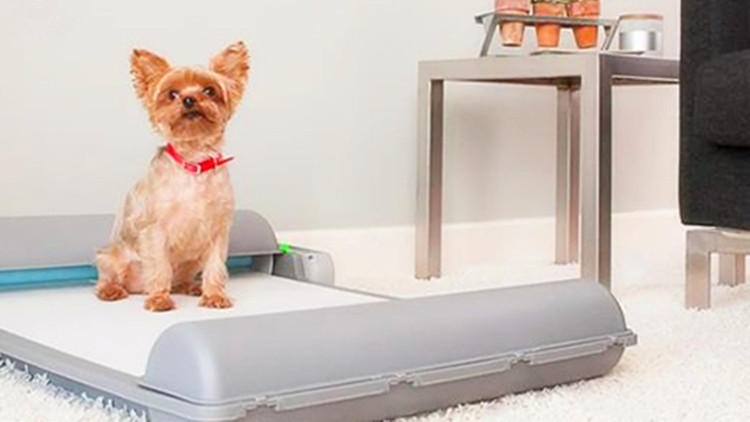 猫砂可以给仓鼠用么,猫砂可以给龟用吗