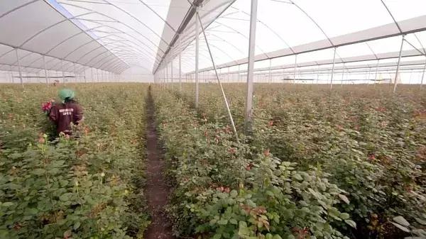 世界最大鲜花市场的销售全过程,全球最大的鲜花交易市场排名第一