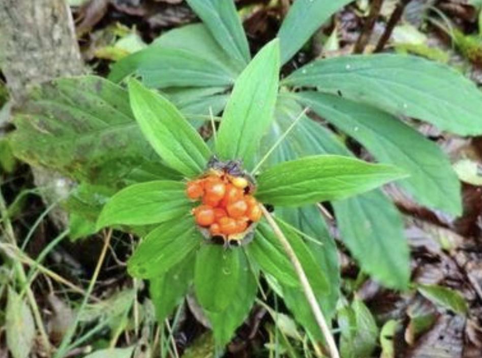 不起眼的1种野草,野草七叶一枝花图片