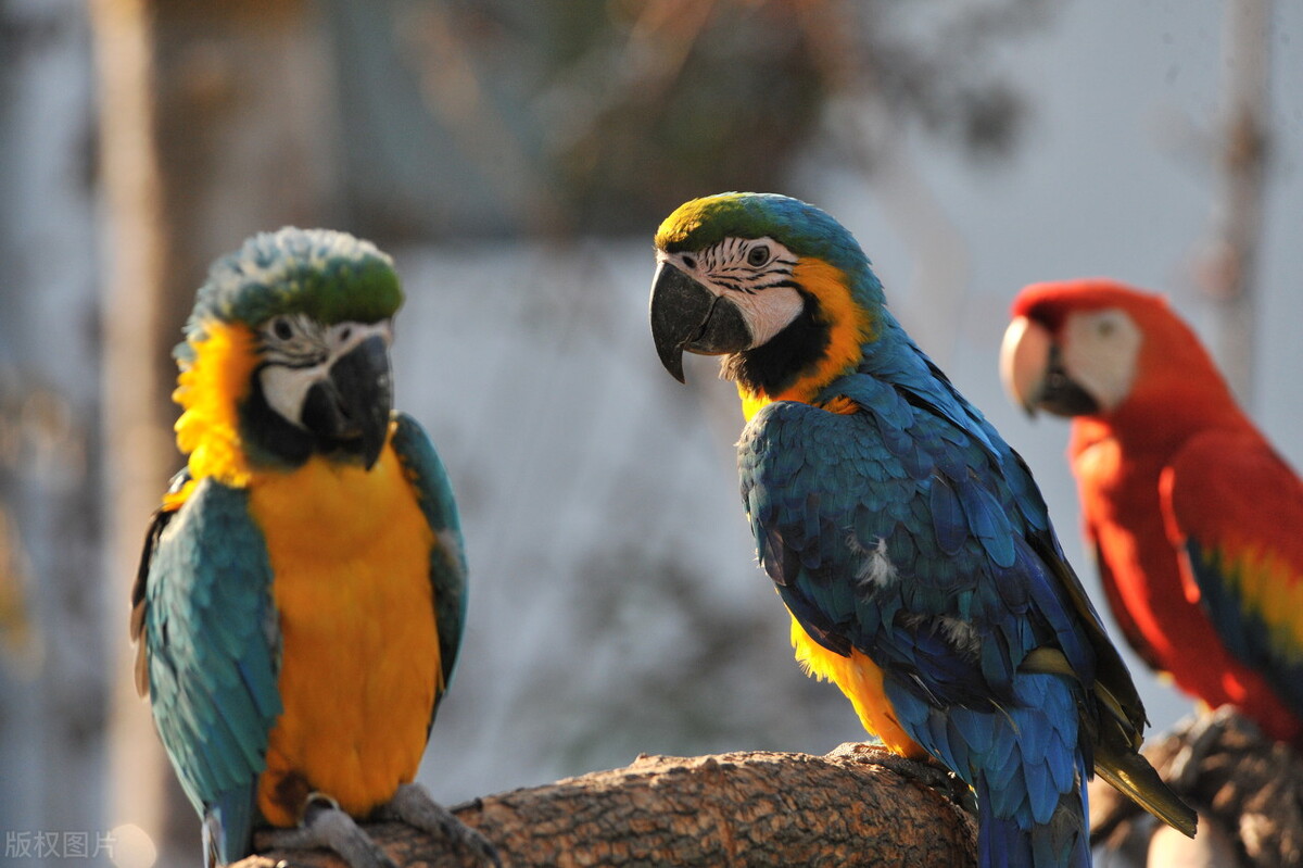 八哥鸟拉稀可以吃阿莫西林吗,八哥鸟拉稀怎么办但是很活泼
