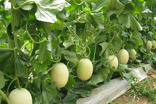 香瓜怎么吃才正确,吃香瓜功效