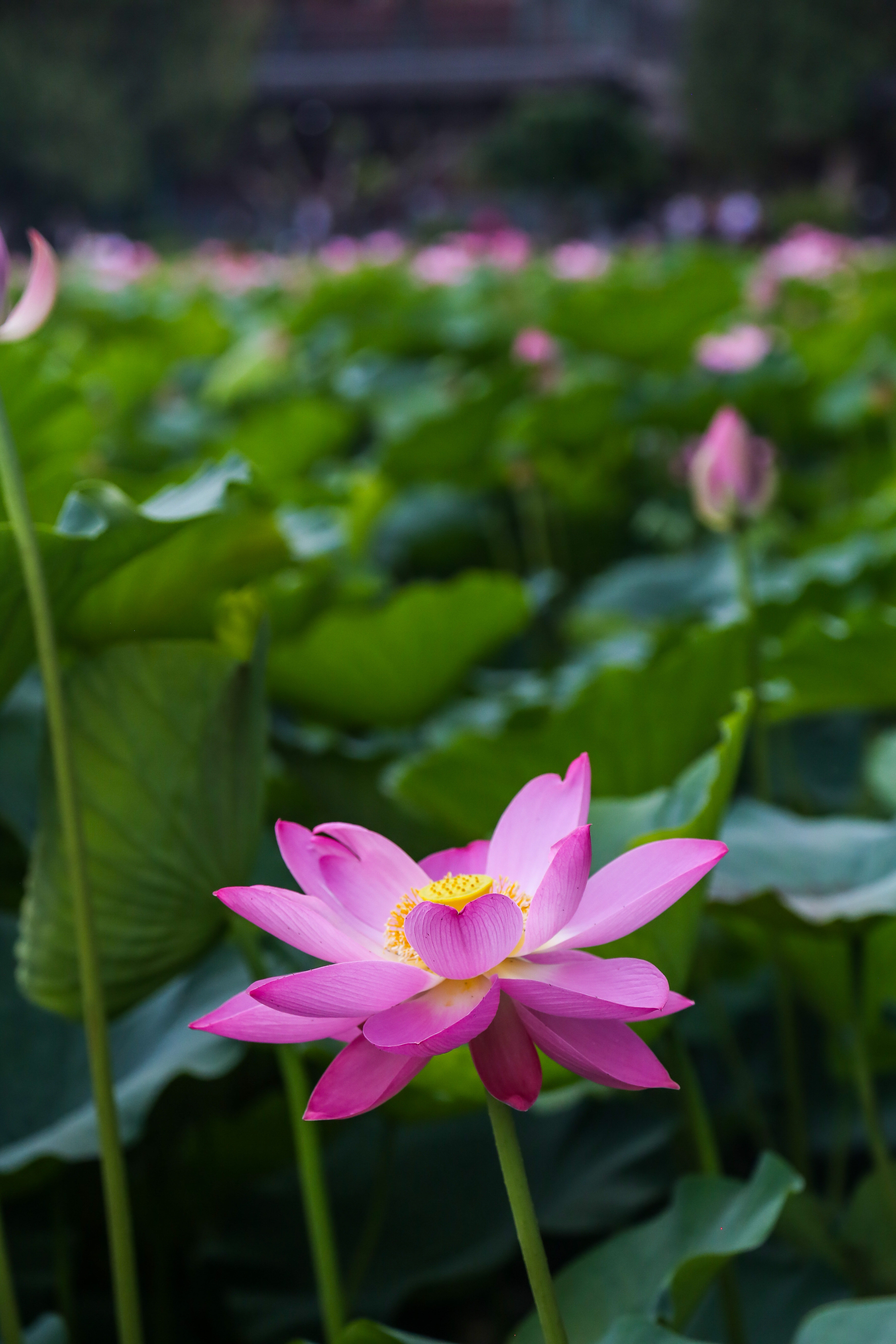 保定市古莲花池夜景,保定古莲花池美照