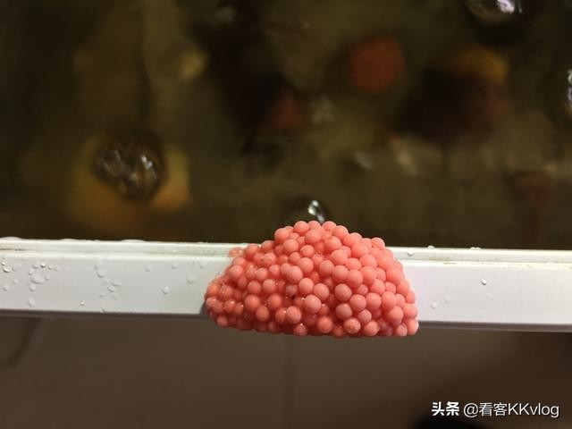 可以在缸内繁殖的观赏螺,观赏螺入缸步骤