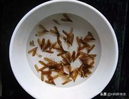 雨天晚上，如何防治飞进家里长翅膀的白蚁虫？全面白蚁虫知识介绍