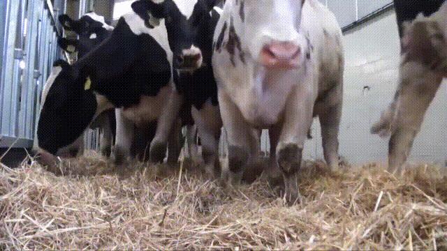 阿努纳奇创造人类7次文明,阿努纳奇人类起源