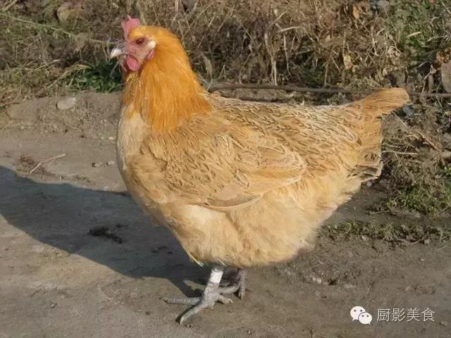 全世界的鸡都在这了，有你认识的吗？