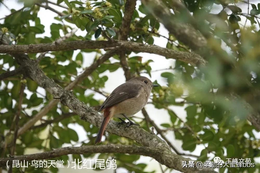 鏄嗗北楂樻柊鐜夋箹灏忓,鏄嗗北甯傞珮鏂板尯鐜夋箹灏忓